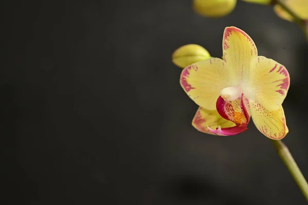 Крупним Планом Красиві Квіти Орхідей — стокове фото