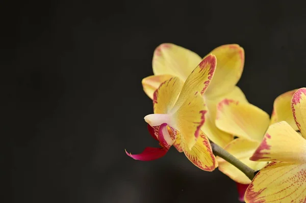 Крупним Планом Красиві Квіти Орхідей — стокове фото