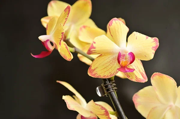 Close Beautiful Orchid Flowers — Stock Photo, Image