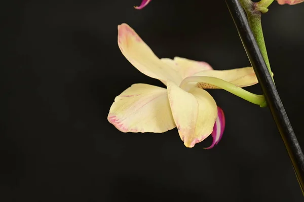 Κοντινό Πλάνο Του Όμορφου Λουλουδιού Ορχιδέας — Φωτογραφία Αρχείου