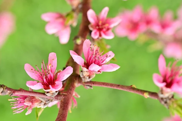 Flores Primavera Hermosa Flor Fondo Naturaleza — Foto de Stock