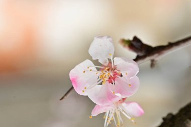 Güzel bahar çiçekleri, doğa arka planı.