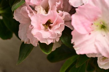 güzel çiçeklerin yakın görünümü 