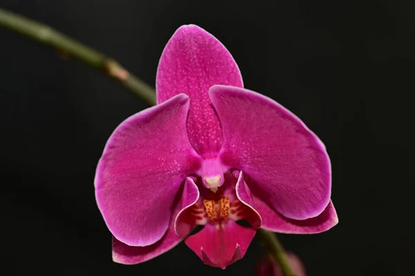 Close Van Mooie Orchidee Bloem — Stockfoto