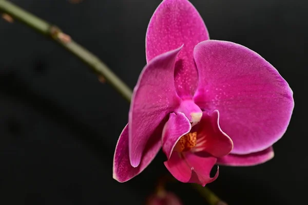 Közel Gyönyörű Orchidea Virág — Stock Fotó