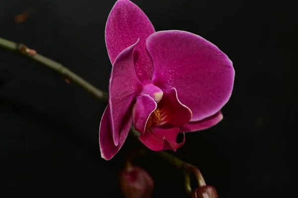 Güzel Orkide Çiçeğine Yaklaş — Stok fotoğraf