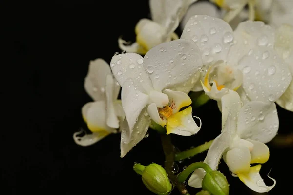 Primo Piano Bei Fiori Del Orchid — Foto Stock