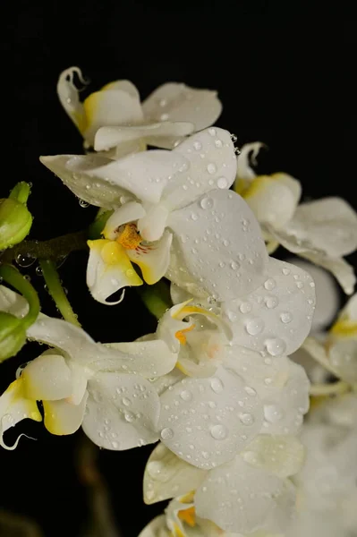 Close Beautiful Orchid Flowers — Stock Photo, Image