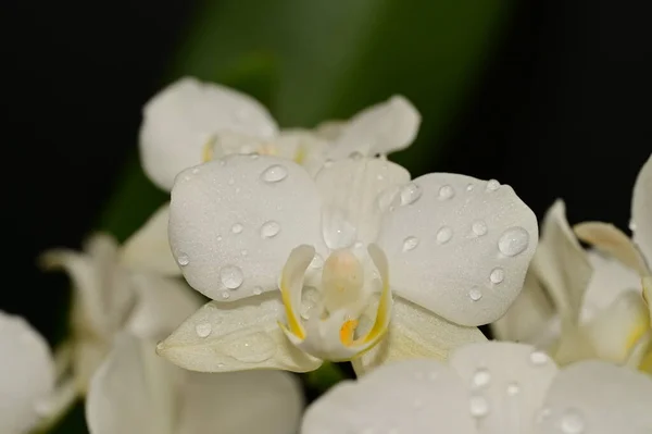 Nahaufnahme Schöner Orchideenblumen — Stockfoto