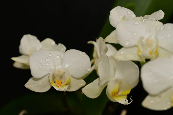 Κοντινό Πλάνο Της Όμορφες Orchid Λουλούδια — Φωτογραφία Αρχείου