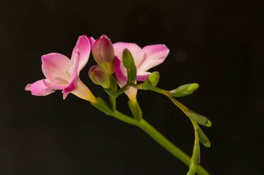 güzel çiçeklerin yakın görünümü 