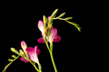 güzel çiçeklerin yakın görünümü 