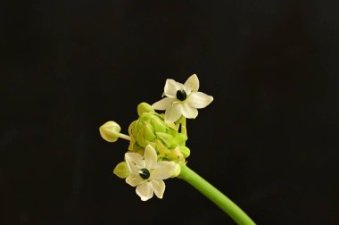 Güzel çiçeğe yaklaş.