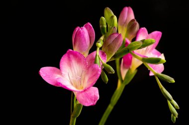 güzel çiçeklerin yakın görünümü 