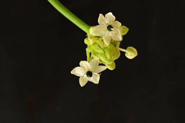 Güzel çiçeğe yaklaş.