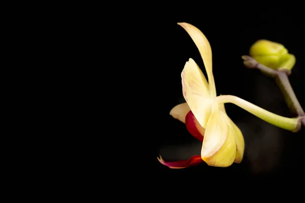 Nahaufnahme Der Schönen Orchideenblume — Stockfoto