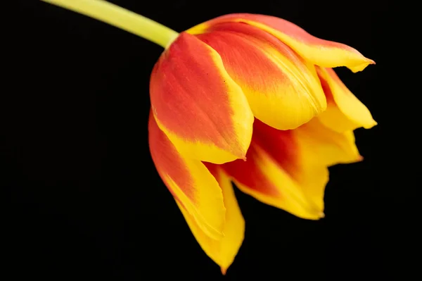 Nahaufnahme Der Schönen Tulpenblume Garten — Stockfoto