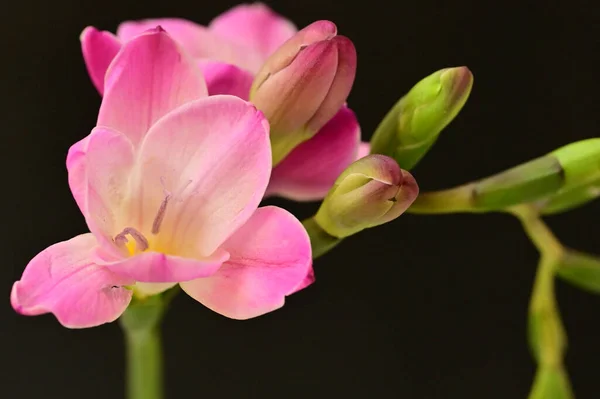 Närbild Utsikt Över Vackra Blommor — Stockfoto