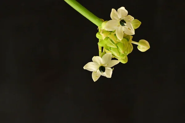 Zbliżenie Piękny Kwiat — Zdjęcie stockowe