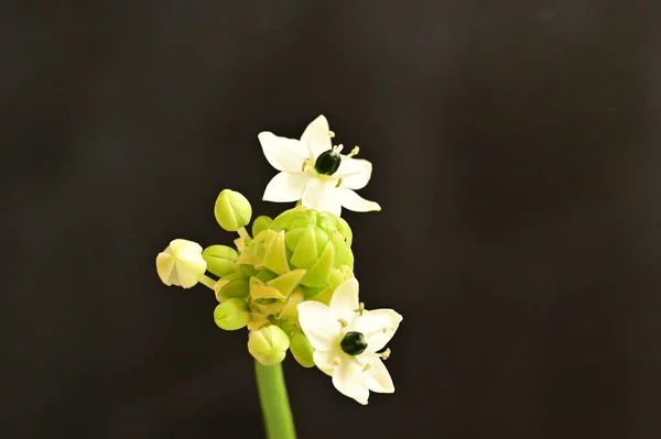 Close Bela Flor — Fotografia de Stock