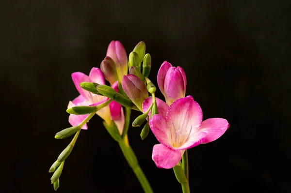 stock image close up view of  beautiful flowers 