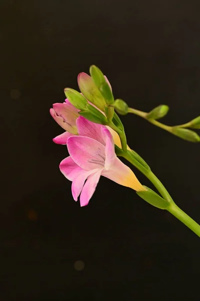 Крупним Планом Вид Красиві Квіти — стокове фото