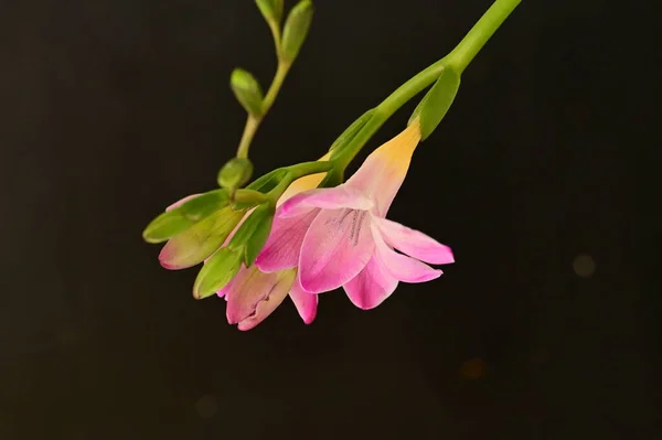Vista Perto Belas Flores — Fotografia de Stock