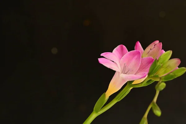 Vista Cerca Hermosas Flores —  Fotos de Stock