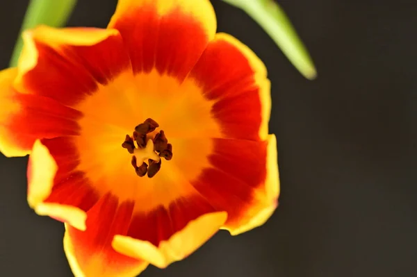 Close Beautiful Tulip Flower Garden — стоковое фото