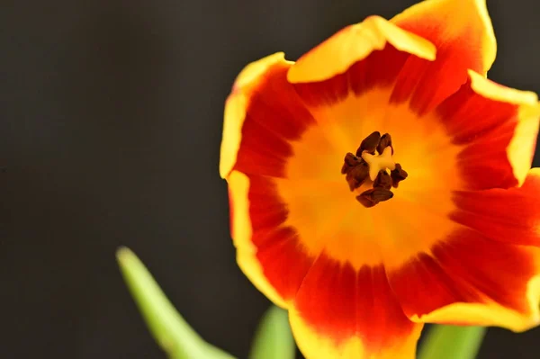 Gros Plan Belle Fleur Tulipe Dans Jardin — Photo