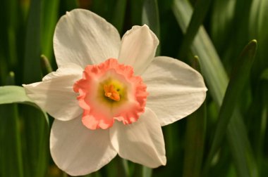 Bahçedeki nergis çiçeği