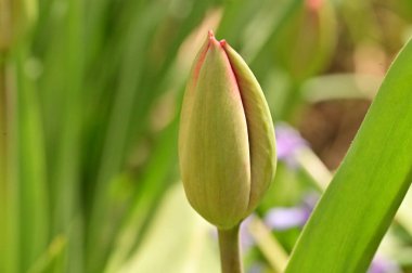 Bahçedeki güzel lale çiçeğini kapat. 