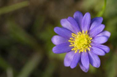 Bahçede güzel çiçek yakın 