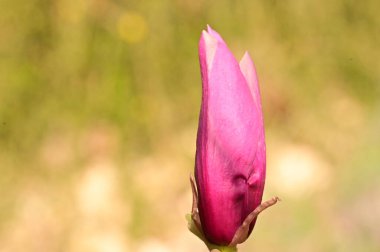Bahar çiçekleri, manolya çiçekleri, yakın görüş.