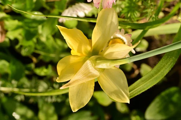 Όμορφο Λουλούδι Ασφόδελος Στον Κήπο — Φωτογραφία Αρχείου