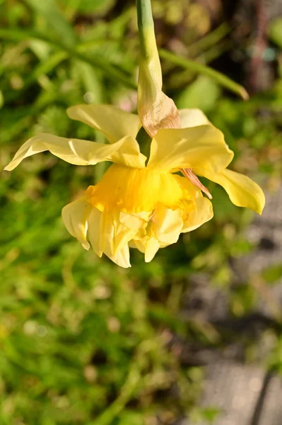 Красива Квітка Нарциса Саду — стокове фото