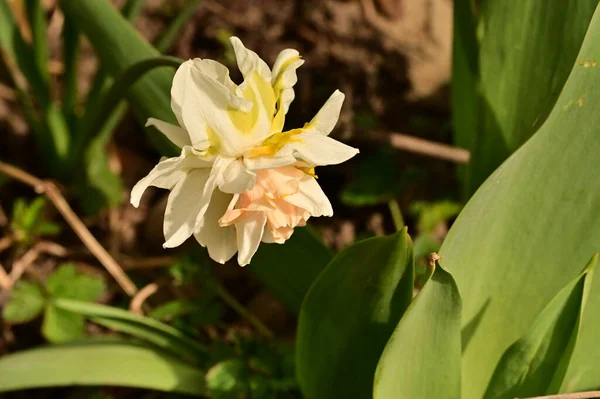 Hermosa Flor Narciso Jardín —  Fotos de Stock