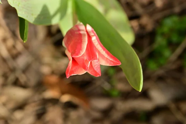 Bahçedeki Güzel Lale Çiçeğini Kapat — Stok fotoğraf