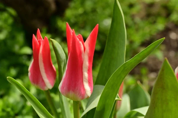 Belles Fleurs Tulipes Poussant Dans Jardin — Photo