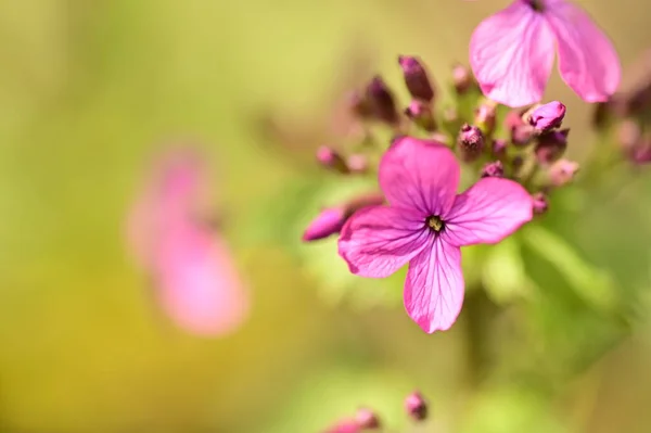 Zbliżenie Pięknego Kwiatu Ogrodzie — Zdjęcie stockowe