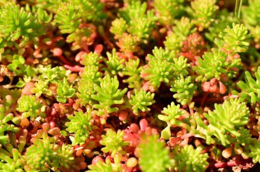 Bahçedeki yeşil bitkiler