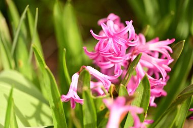 Bahçede güzel çiçekler yakın 