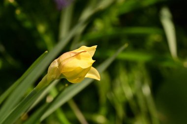 Bahçedeki nergis çiçeği