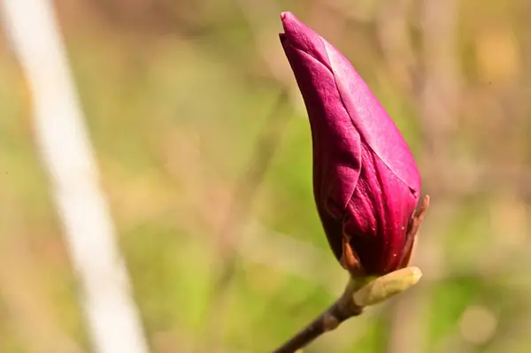 Jarní Květiny Magnólie Květy Zblízka Pohled — Stock fotografie