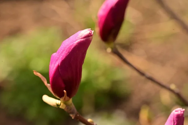 stock image spring flowers, magnolia blossom, close up view