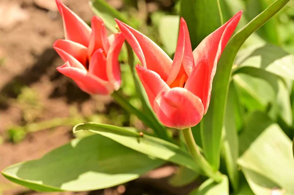 Belles Fleurs Tulipes Poussant Dans Jardin — Photo
