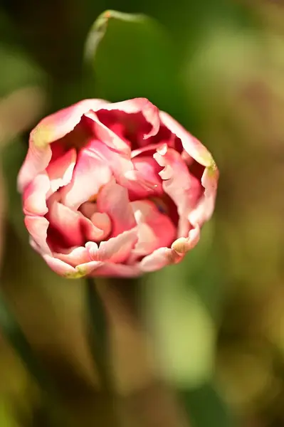 Close Beautiful Tulip Flower Garden — Stock Photo, Image