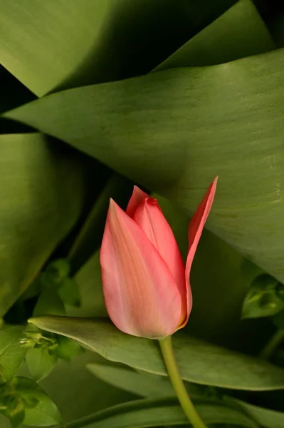 Primer Plano Hermosa Flor Tulipán Jardín —  Fotos de Stock