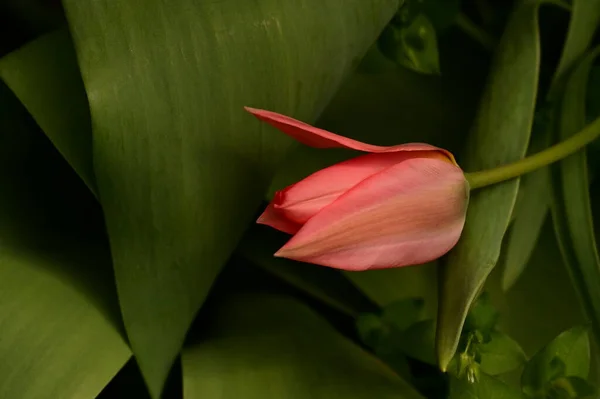 Close Bela Flor Tulipa Jardim — Fotografia de Stock