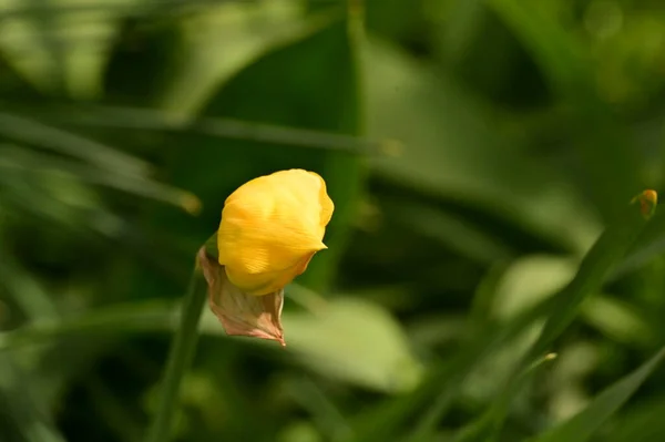 Bela Flor Daffodil Jardim — Fotografia de Stock